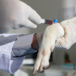 Consulta Veterinária: Quando Levar Seu Pet? Guia Completo para Tutores em Itajaí