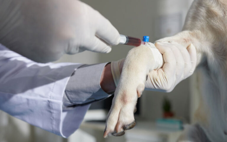 Consulta Veterinária: Quando Levar Seu Pet? Guia Completo para Tutores em Itajaí