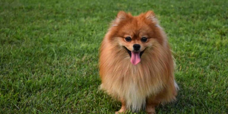 Diferença entre Spitz Alemão e Lulu da Pomerânia