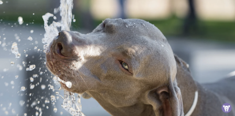 Água para Cães: Quantidade Ideal