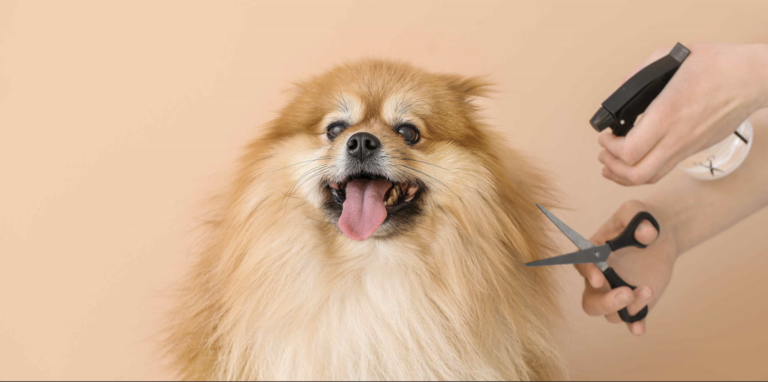 É preciso tosar cachorro no calor?