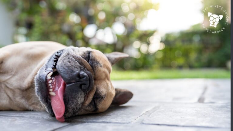 Proteja Seu Cachorro no Calor e Evite a Insolação