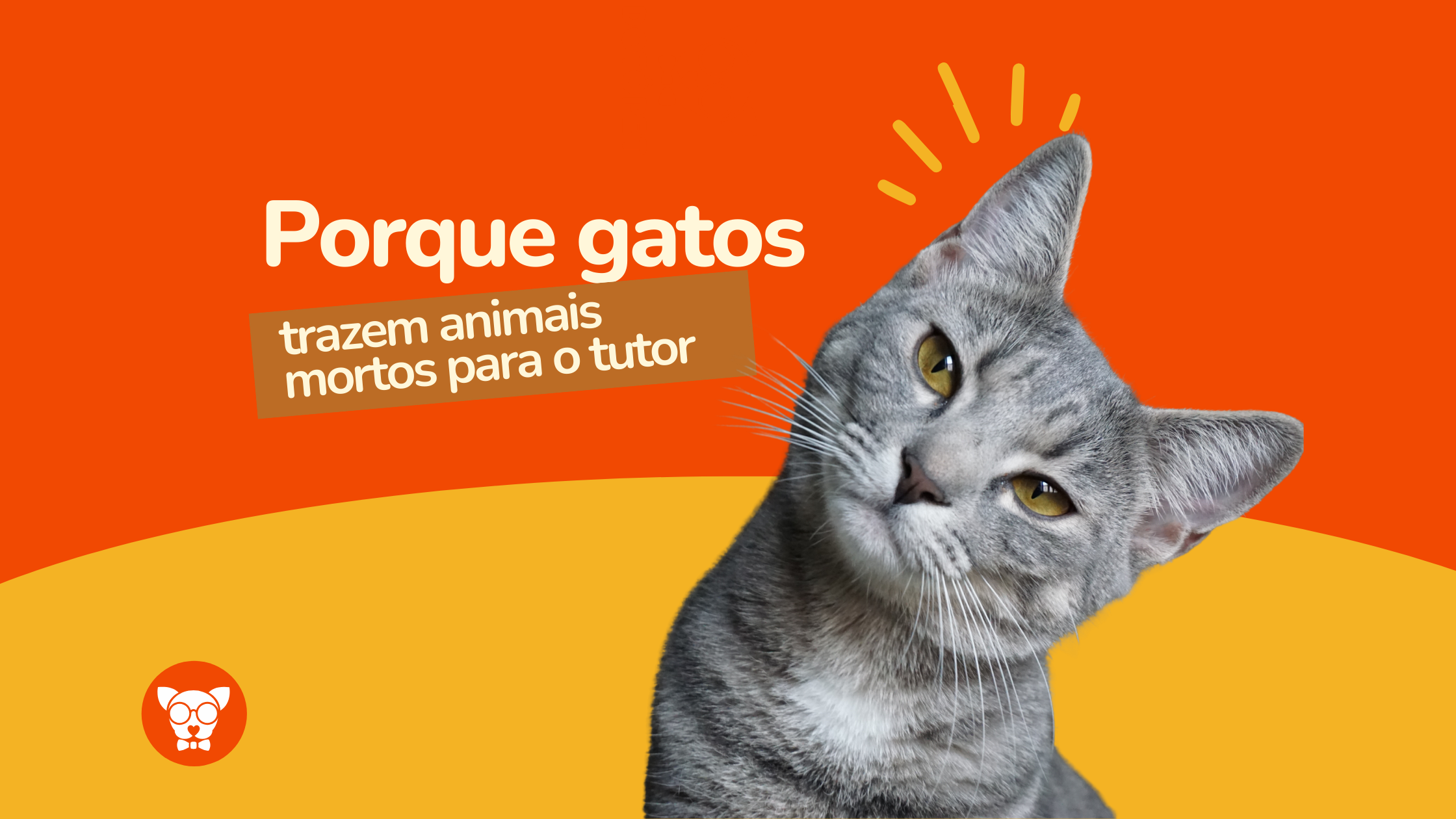 Read more about the article Por Que Gato Traz Presente de Animais Mortos?
