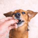 Vermífugo para Cães em Itajaí: Como Escolher o Melhor para Seu Pet