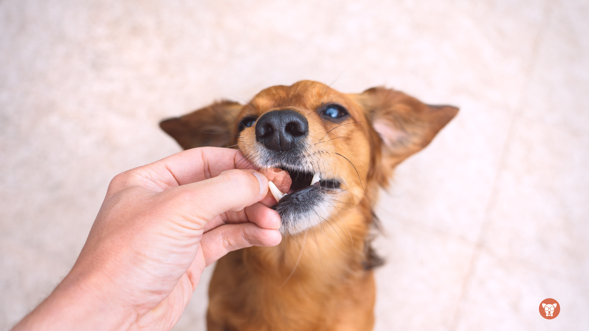 Read more about the article Vermífugo para Cães em Itajaí: Como Escolher o Melhor para Seu Pet