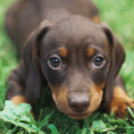 Cuidados com Dachshund Filhote: Guia Completo para Tutores