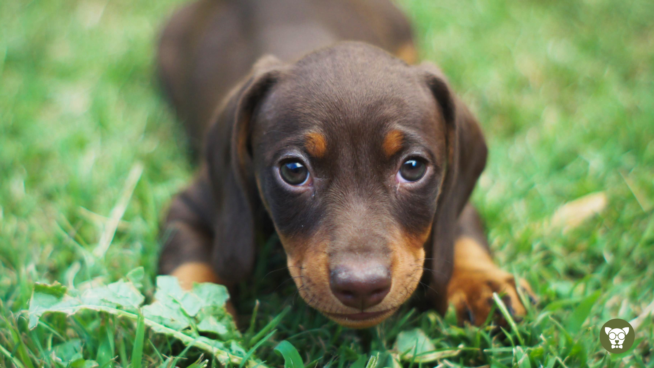 Read more about the article Cuidados com Dachshund Filhote: Guia Completo para Tutores