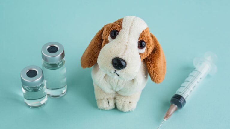 Leptospirose: prevenção para cães durante passeios ao ar livre