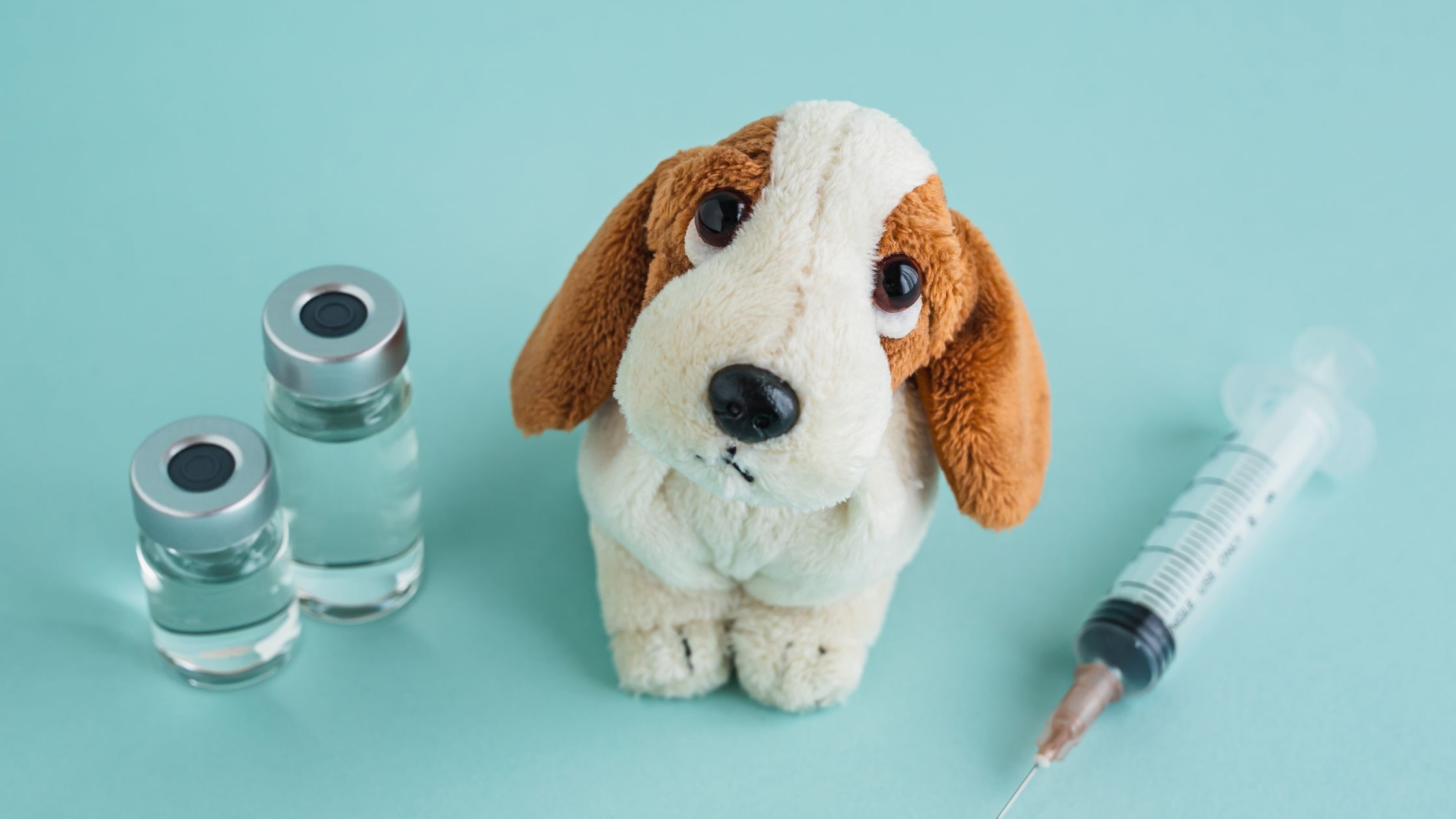 Read more about the article Leptospirose: prevenção para cães durante passeios ao ar livre