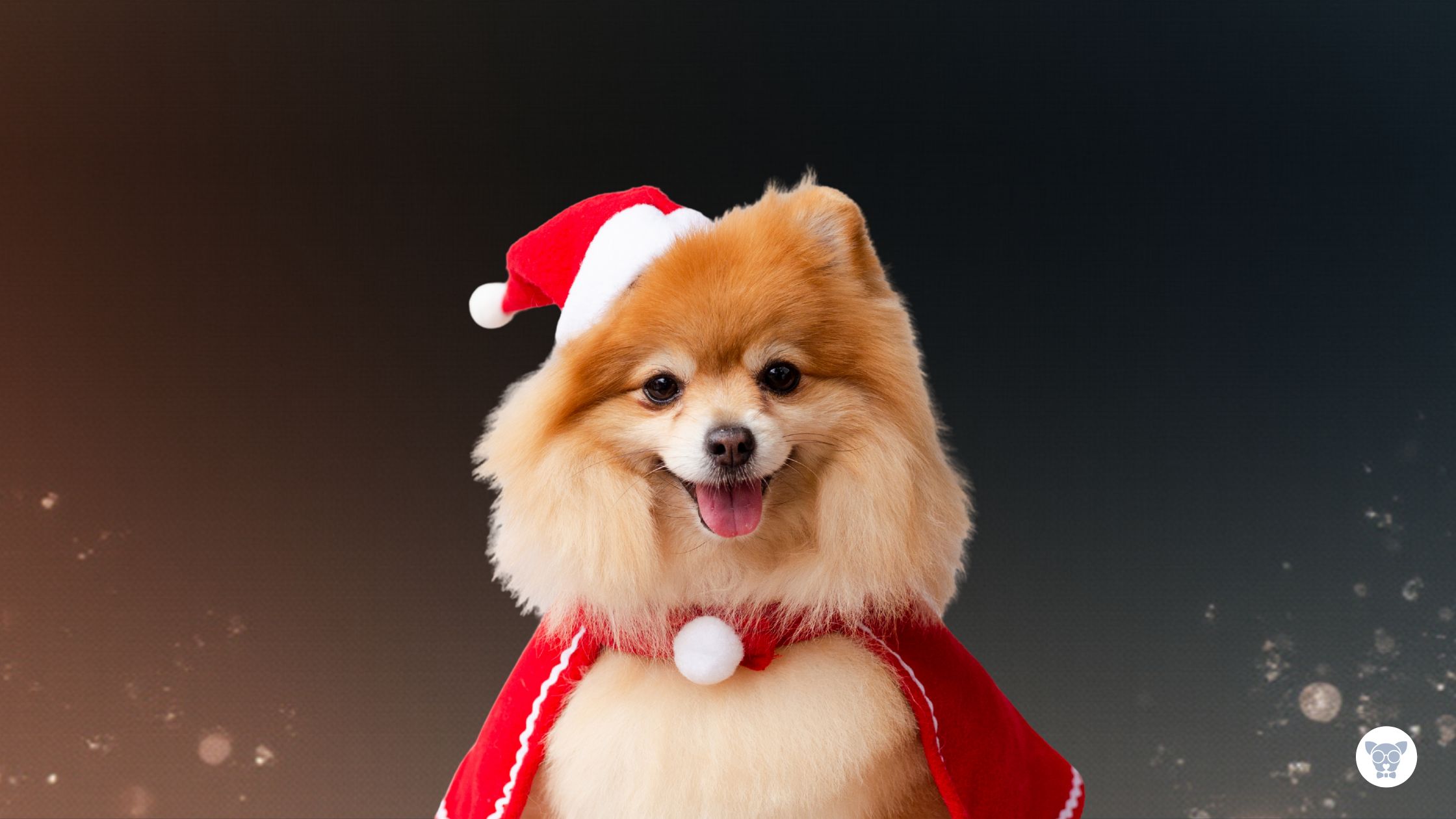 Intoxicações mais comuns de fim de ano em cachorros: cuidados essenciais para evitar riscos