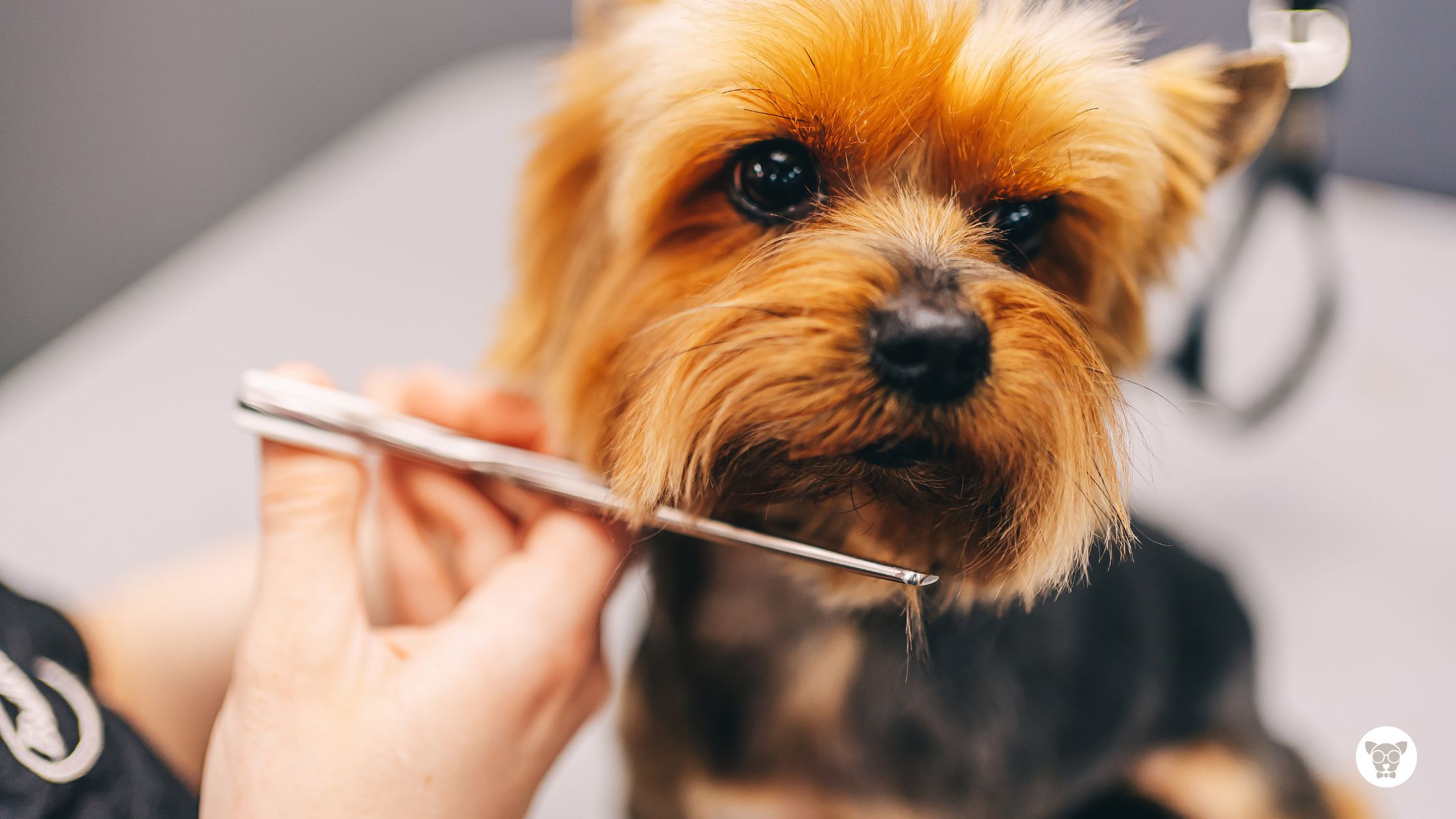 Tosa higiênica em cães: o que é, para que serve e por que é essencial para o seu pet
