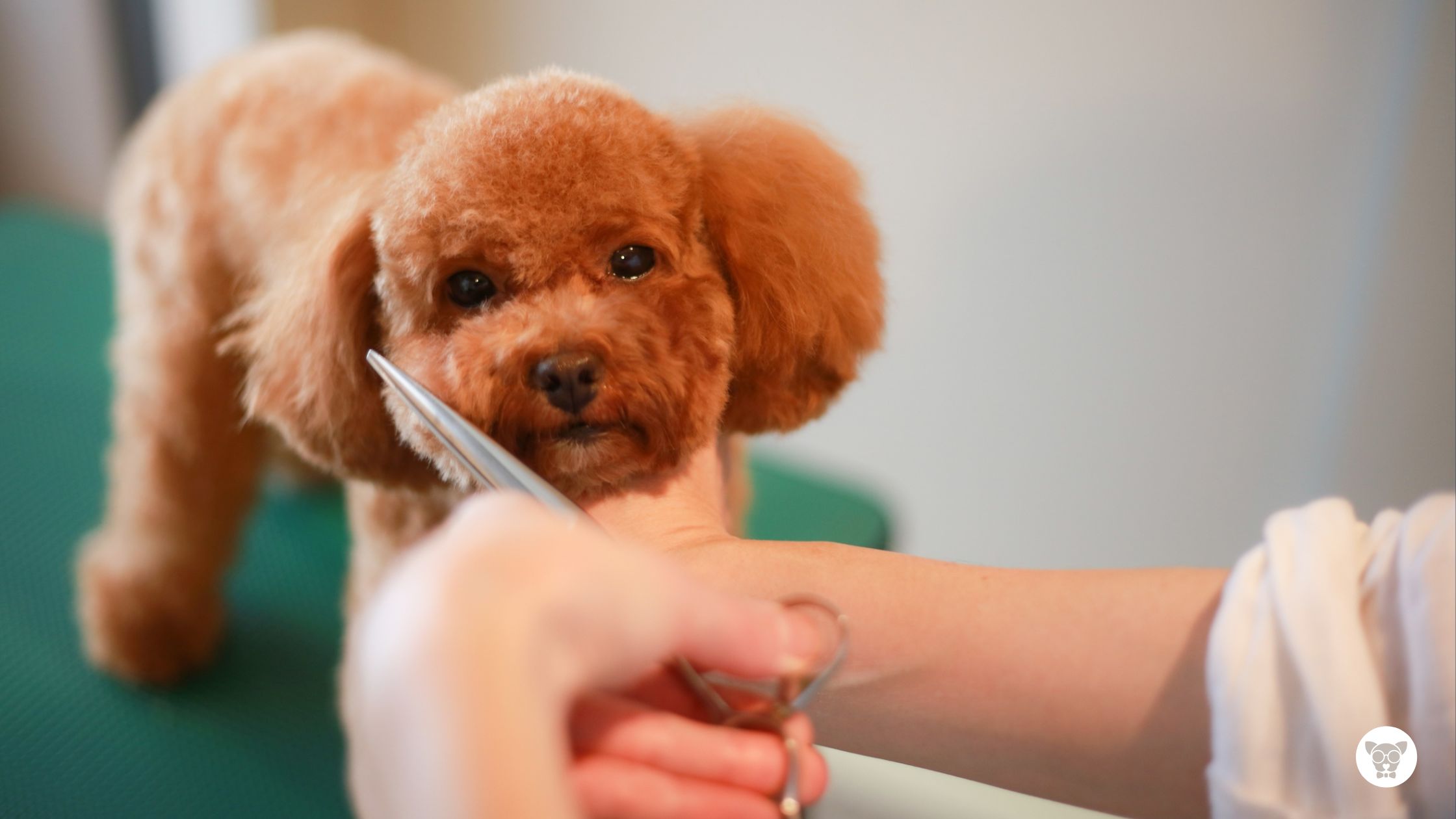 Tosa na máquina ou na tesoura: qual a melhor escolha para o meu pet?