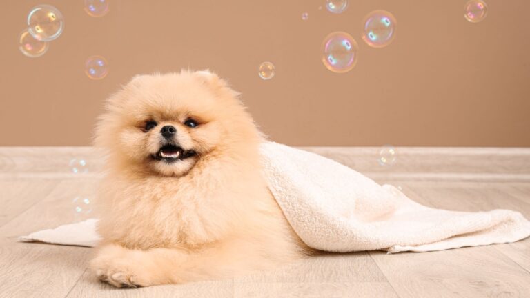 Banho de Ozônio em Pets: Benefícios e Quando Fazer