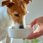 Limpar comedouro de cachorro: como evitar bactérias e proteger seu pet