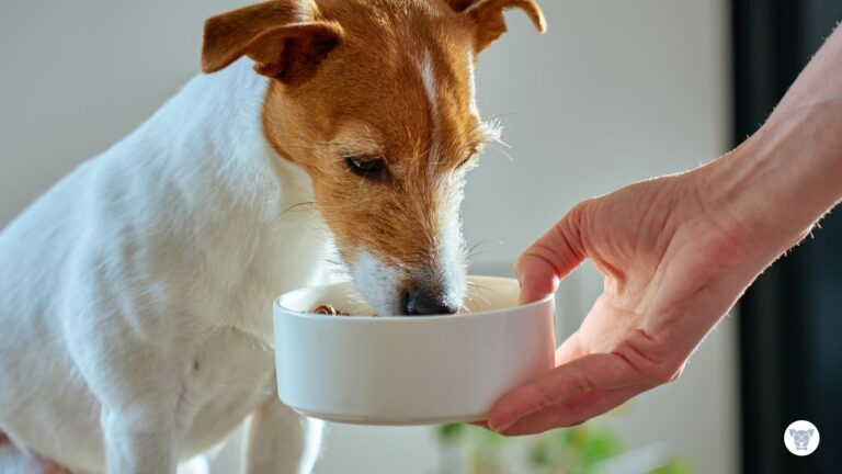 Limpar comedouro de cachorro: como evitar bactérias e proteger seu pet
