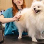 Tipos de tosa para cachorro: conheça os principais estilos e cuidados essenciais