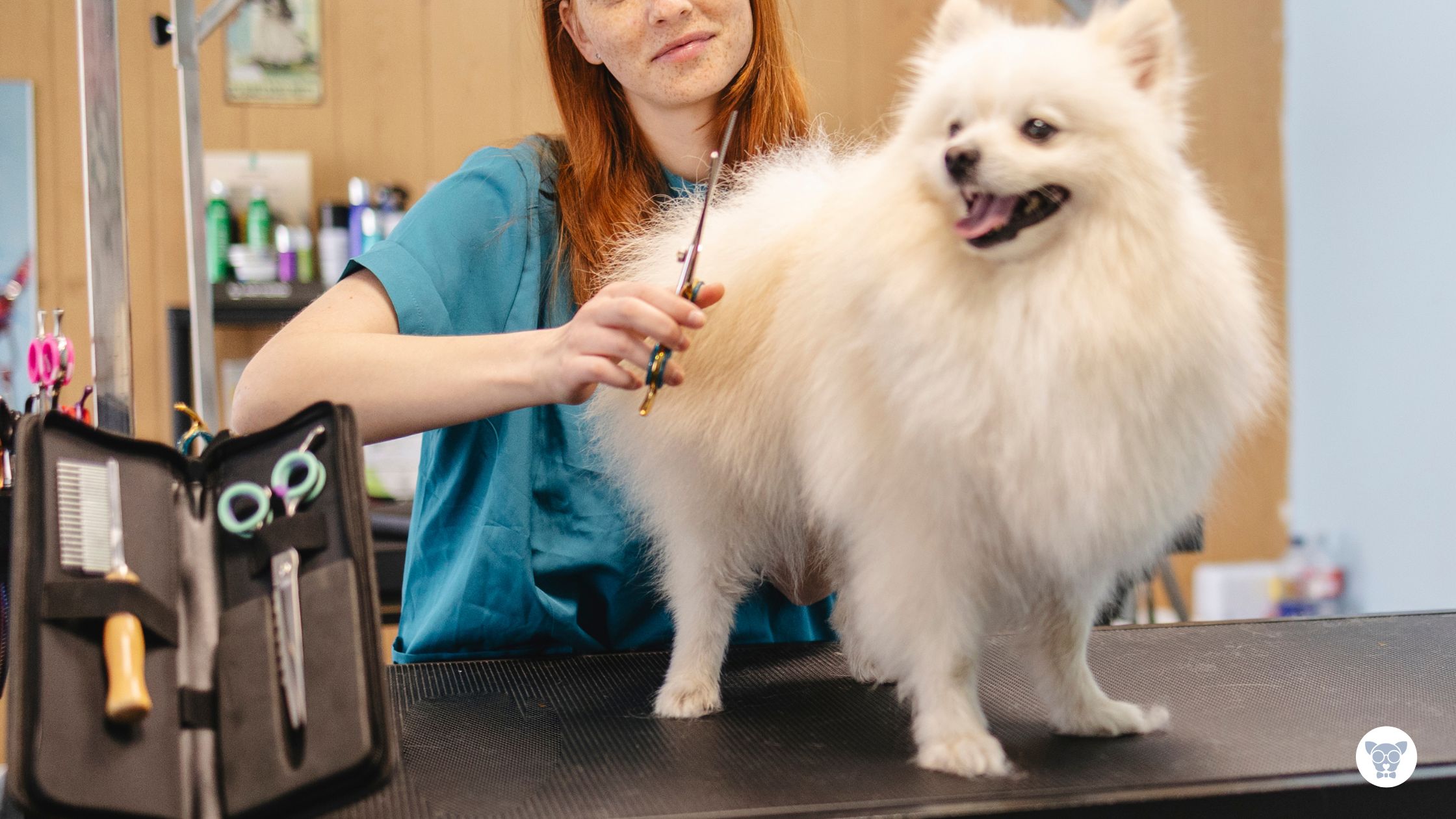 Read more about the article Tipos de tosa para cachorro: conheça os principais estilos e cuidados essenciais