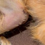 Luxação de patela em cachorro pequeno: sintomas que todo tutor deveria conhecer