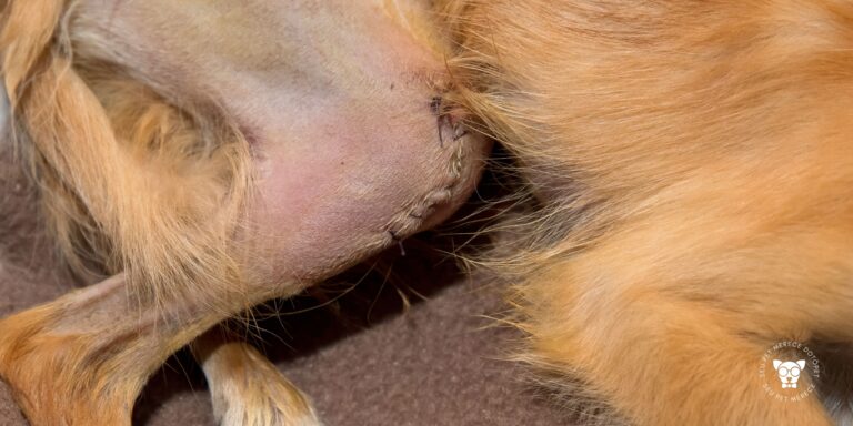 Luxação de patela em cachorro pequeno: sintomas que todo tutor deveria conhecer