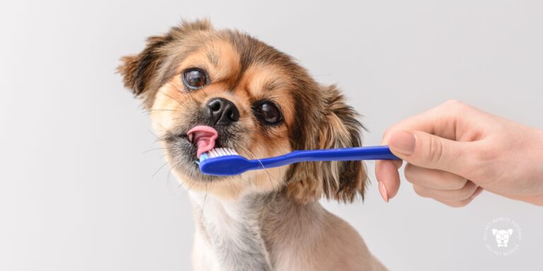 Como Escovar Dente de Cachorro: Guia Completo para Iniciantes