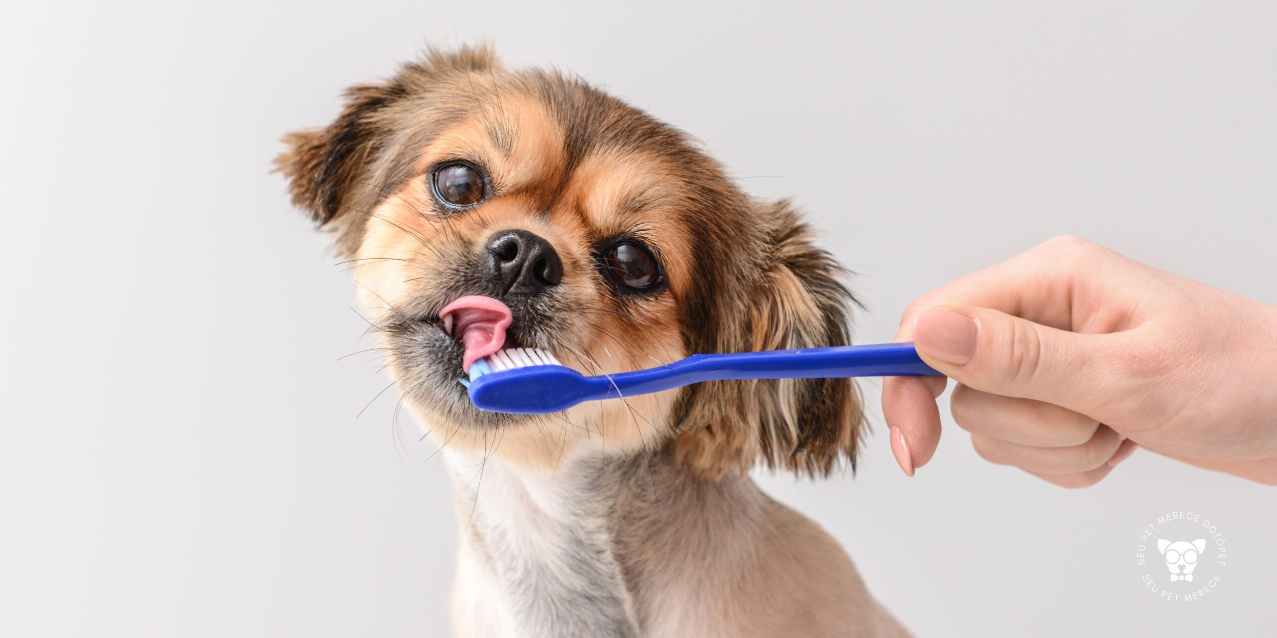 Read more about the article Como Escovar Dente de Cachorro: Guia Completo para Iniciantes