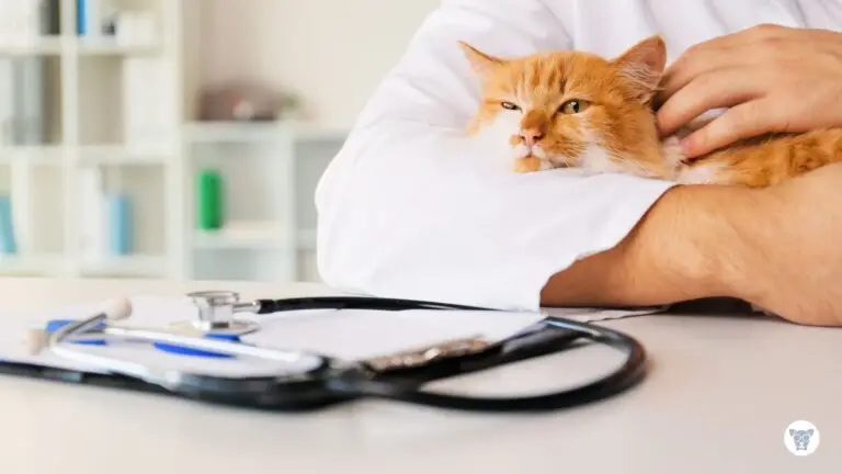 Quando levar o pet ao veterinário? 10 sinais de alerta