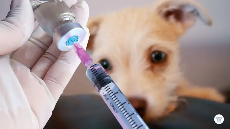 Vacina para cachorro: 7 coisas que você precisa saber