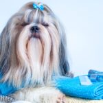Banho de Ozônio para Cachorro: 7 Benefícios e Quando Fazer