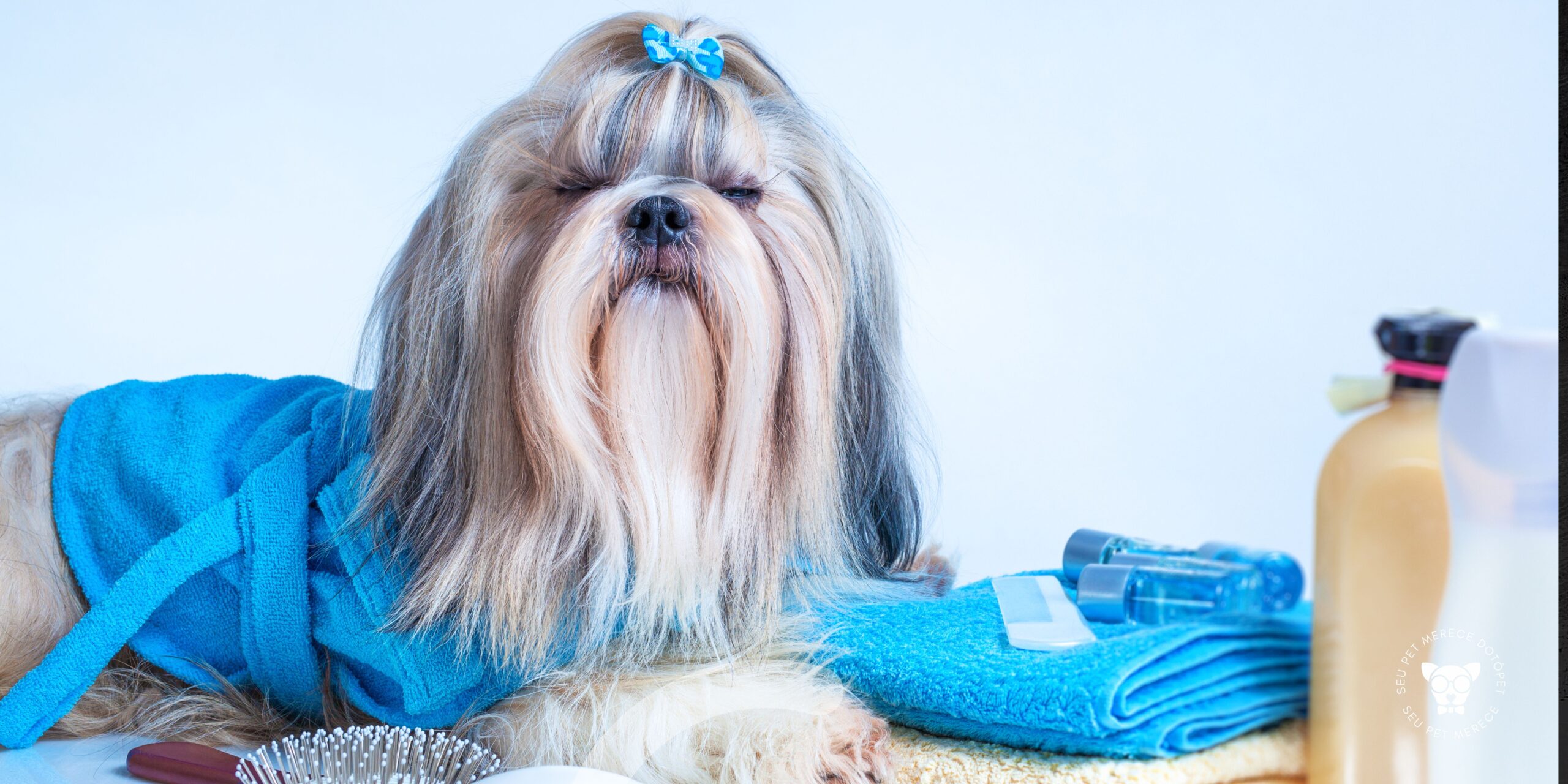 Read more about the article Banho de Ozônio para Cachorro: 7 Benefícios e Quando Fazer