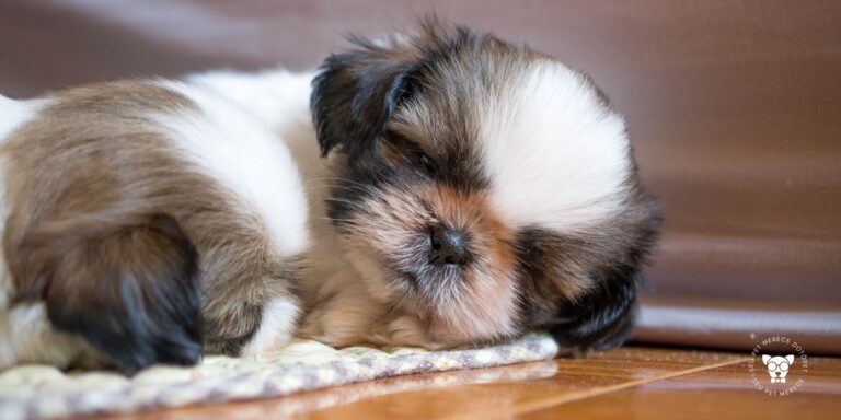 Gasto Mensal de um Shih Tzu: 7 Custos para Considerar