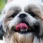 Principais Problemas da Raça Shih Tzu: 10 Cuidados Importantes