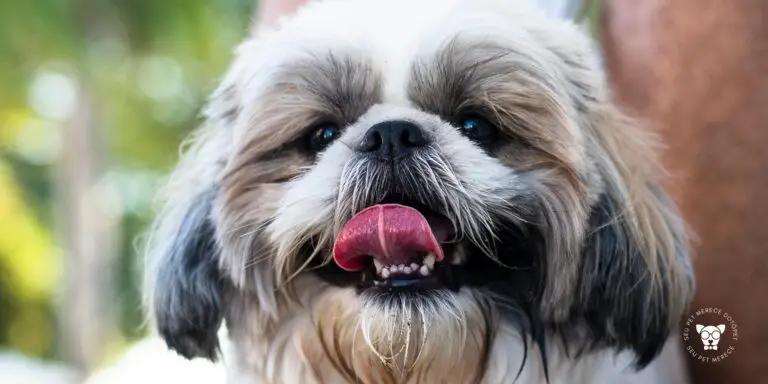 Principais Problemas da Raça Shih Tzu: 10 Cuidados Importantes