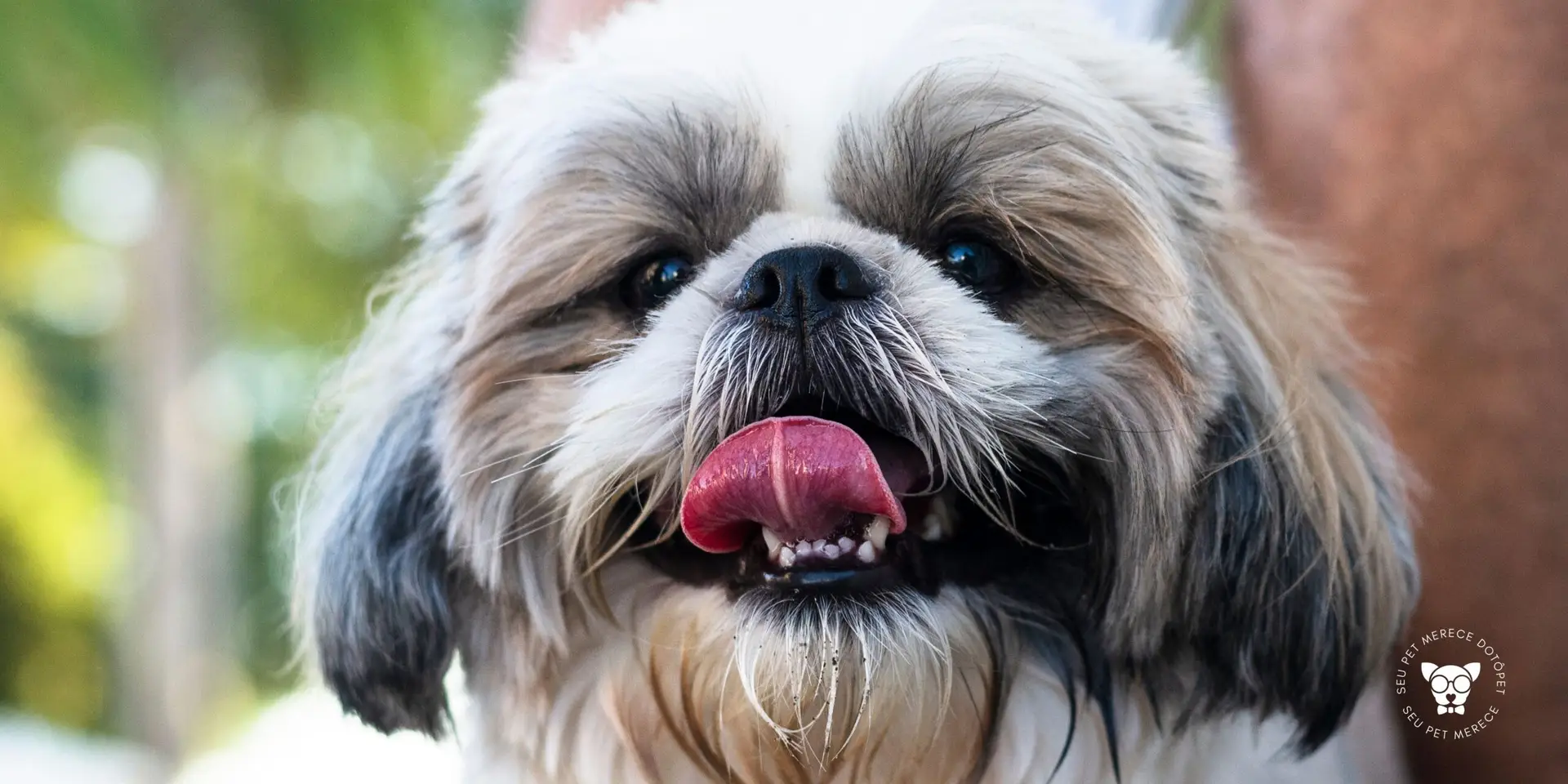 Read more about the article Principais Problemas da Raça Shih Tzu: 10 Cuidados Importantes