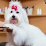 Quanto Custa uma Tosa Higiênica no Cachorro? 7 Fatores que Influenciam o Preço