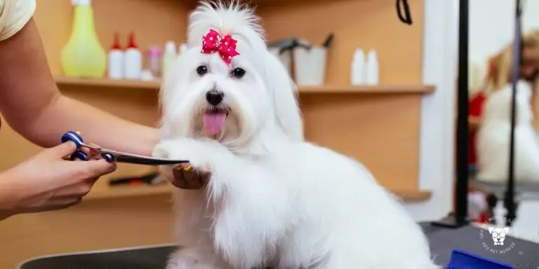 Quanto Custa uma Tosa Higiênica no Cachorro? 7 Fatores que Influenciam o Preço