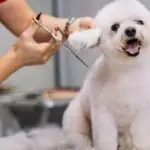 Tosa Bebê em Itajaí: um corte delicado, bonito e fácil de manter