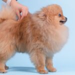 Tosa na Tesoura: 7 Vantagens e Quando Escolher para Seu Cão