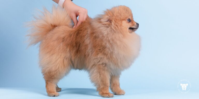 Tosa na Tesoura: 7 Vantagens e Quando Escolher para Seu Cão