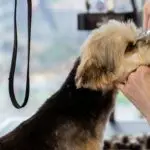Tosa na Máquina: 7 Vantagens e Quando Escolher para Seu Cão