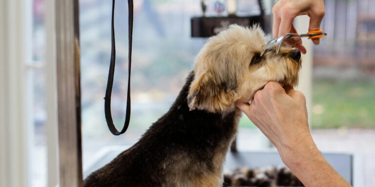 Tosa na Máquina: 7 Vantagens e Quando Escolher para Seu Cão