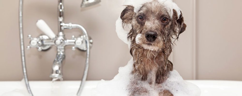 banho de Ozônio​​A terapia com ozônio auxilia no tratamento de dermatites, feridas e inflamações. Seu pet se beneficia de um tratamento seguro e natural que acelera a cicatrização e alivia desconfortos de pele.  Antifúngico, bactericida, cicatrizante e sem contraindicações.