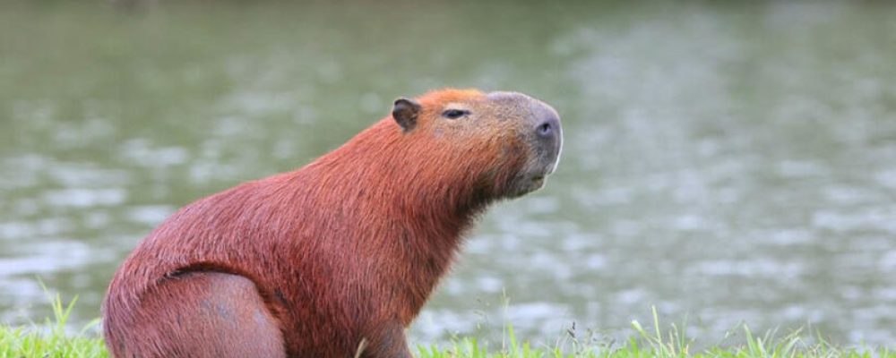 Capivara na Beira-Rio, Itajaí, área de risco para carrapatos