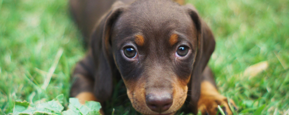 Dachshund filhote