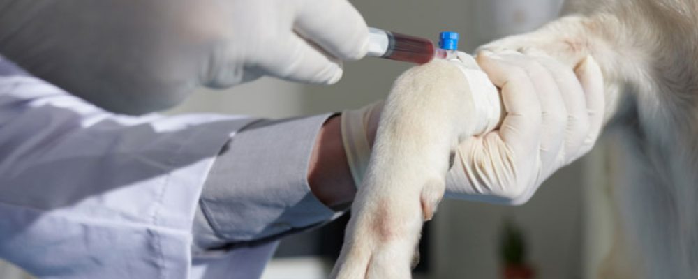 Exames-Laboratoriais