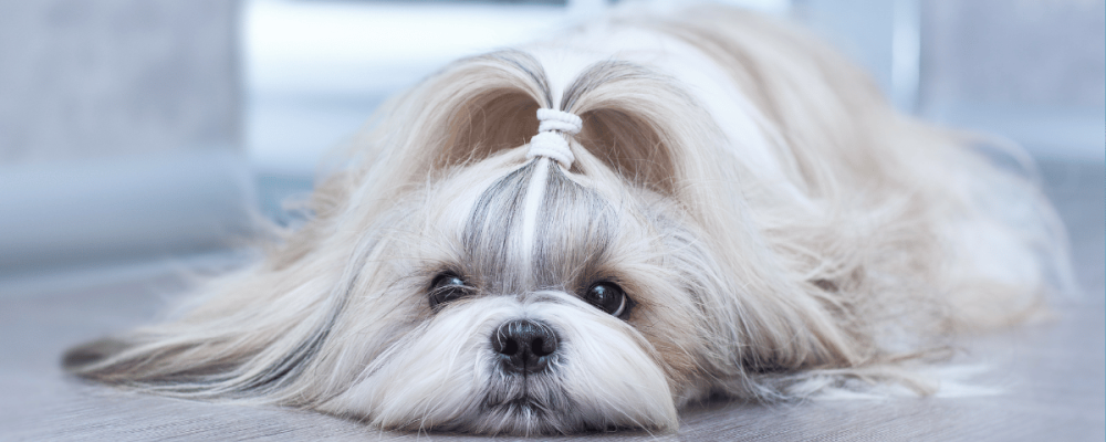 Shih Tzu deitado após correção do comportamento de comer fezes