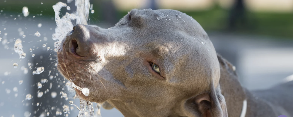 cachorro-no-calor