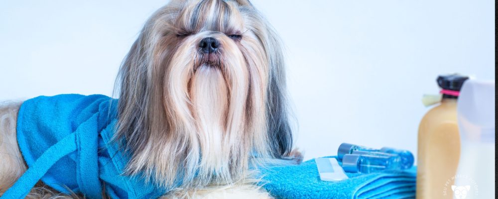 banho de ozônio para cachorro em Itajaí