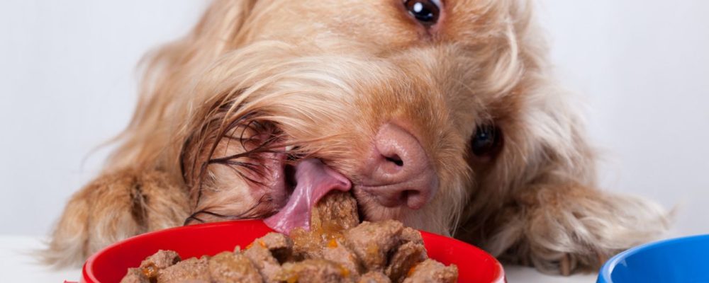 cachorro comendo ração