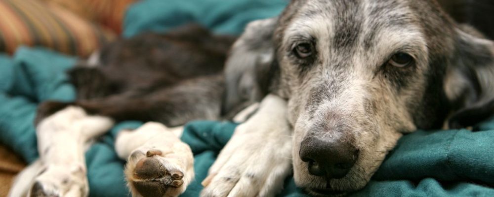 cachorro idoso deitado em uma manta