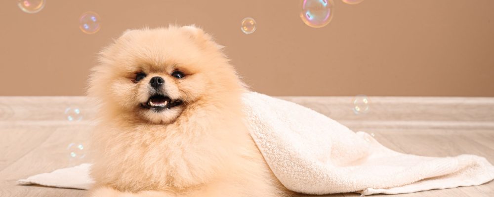 cachorro saudável e feliz após banho terapêutico, com pelos brilhantes e expressão relaxada